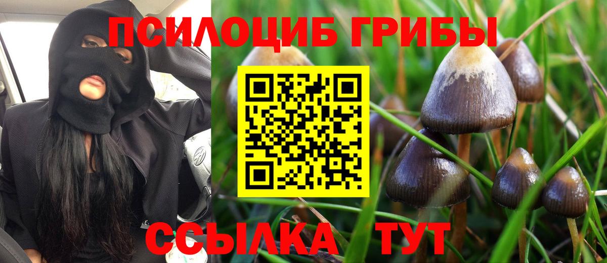 Псилоцибиновые грибы Psilocybe Великий Новгород